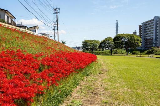 河原の公園⑶ 河原の公園⑶の写真