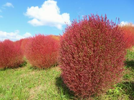紅葉したコキア コキア,紅葉,秋の写真素材
