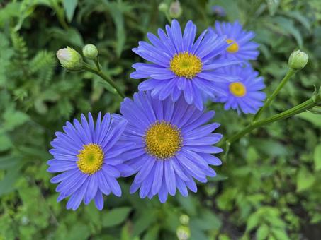 紫の花 紫の花の写真