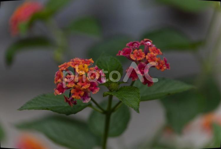 雨上がりのミツマタ ミツマタ,植物,花の写真素材