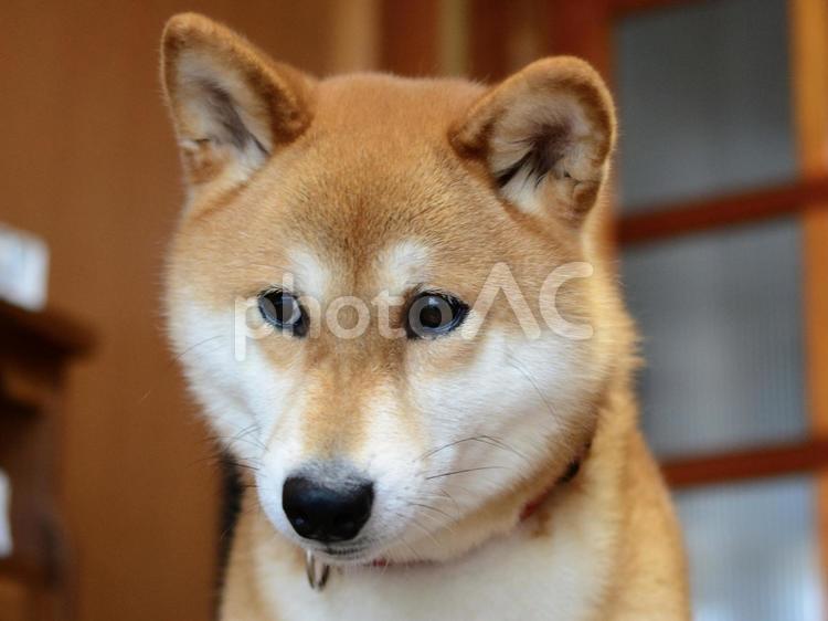 申し訳なさそうにしている柴犬 柴犬,犬,日本犬の写真素材