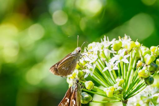 イチモンジセセリ⒅ 蝶,イチモンジセセリ,昆虫の写真素材