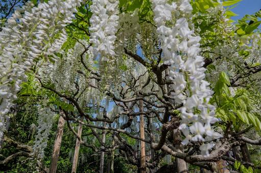 春のあしかがフラワーパーク 春のあしかがフラワーパーク 藤,フジ,花の写真素材