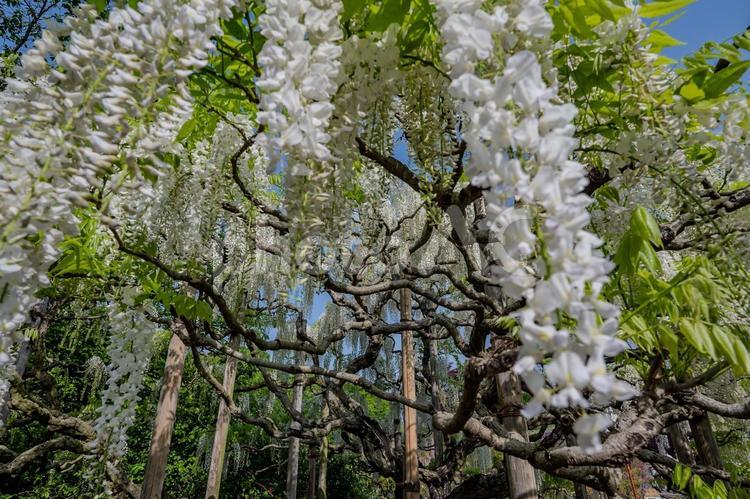 春のあしかがフラワーパーク 藤,フジ,花の写真素材