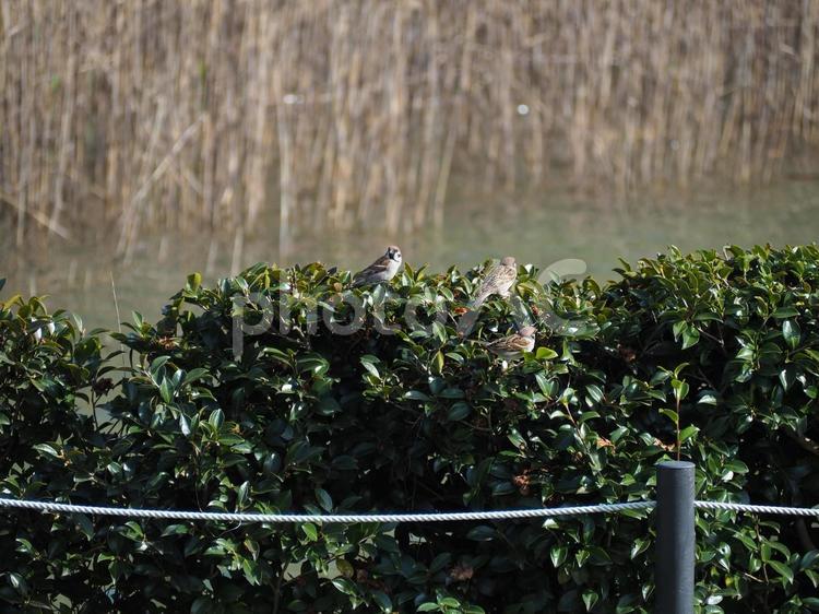 公園のすずめ スズメ,すずめ,鳥の写真素材