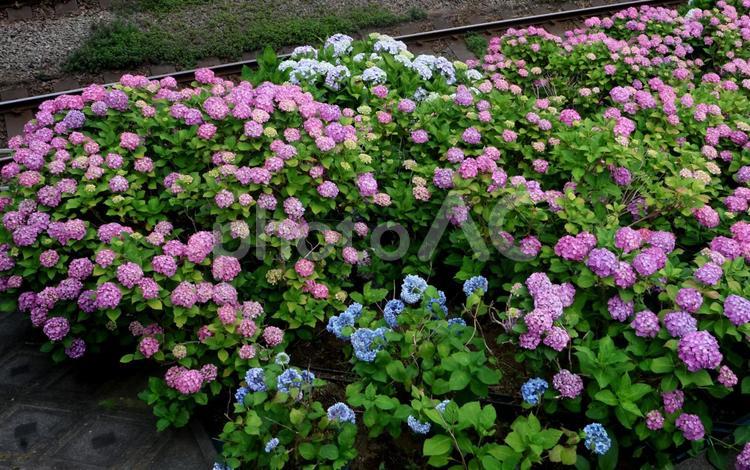 あじさいと線路 あじさい,紫陽花,アジサイの写真素材