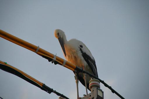 コウノトリ4 コウノトリ4の写真