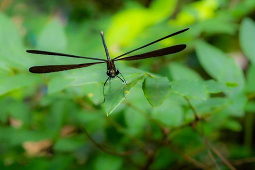 Front view of a dragonfly, hagorotorbo, haguro dragonfly, dragonfly, JPG