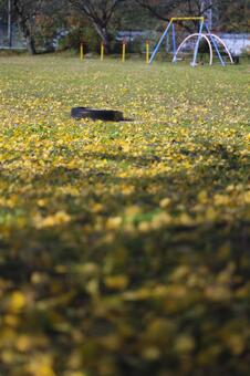 公園と銀杏 公園,銀杏,タイヤの写真素材