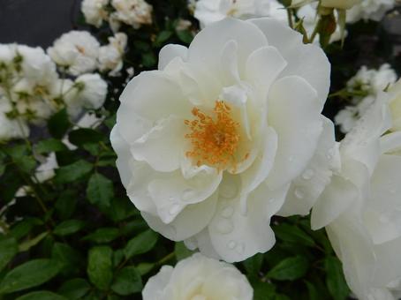 【薔薇の写真】バラの花 【薔薇の写真】バラの花の写真