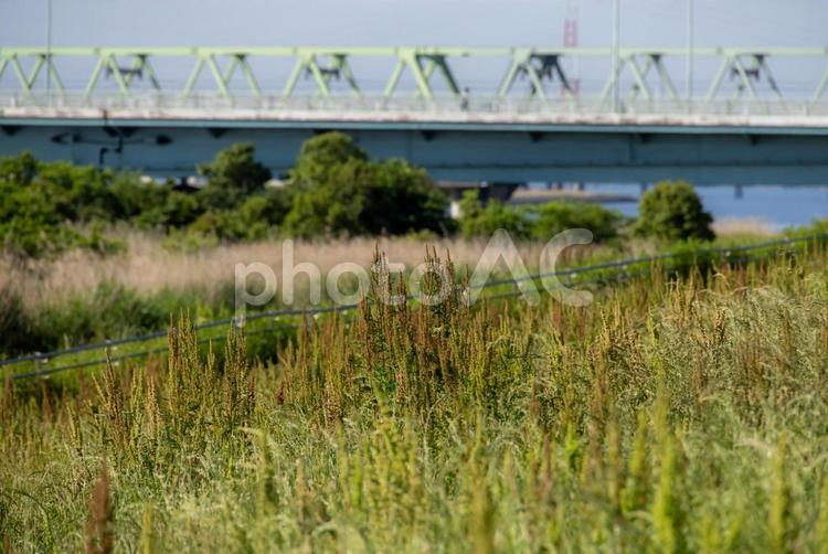 初夏の河川敷の野草 野草,河川敷,初夏の写真素材