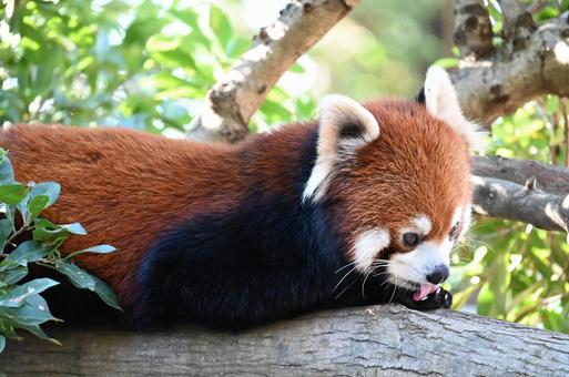 レッサーパンダ レッサーパンダの写真
