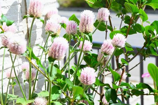 白い千日紅 白い千日紅の写真