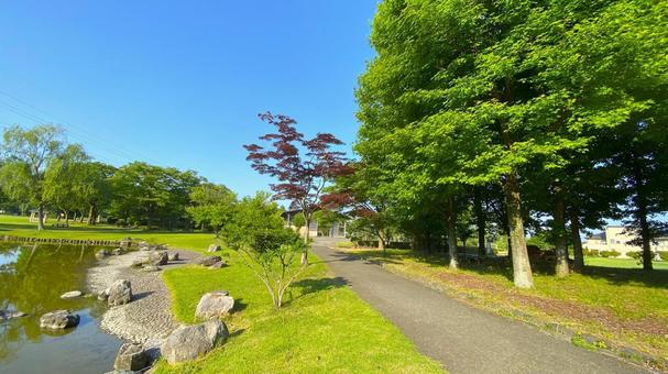 朝の北部公園(金沢市):22 朝の北部公園(金沢市):22 公園,春,夏の写真素材