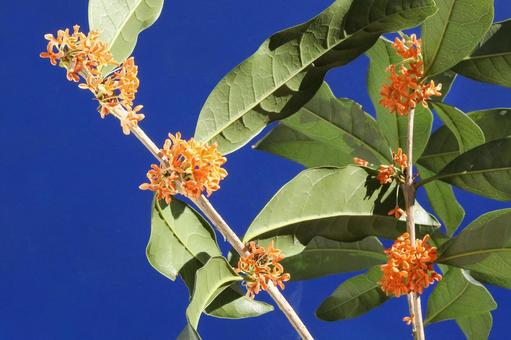 キンモクセイの花 花木,金木犀,クローズアップの写真素材