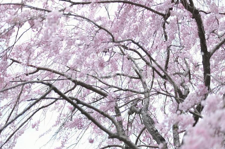 桜の花の風景 桜,春の花,春の写真素材