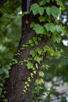 ツタ ツタ ツタ,蔦,parthenocissusの写真素材