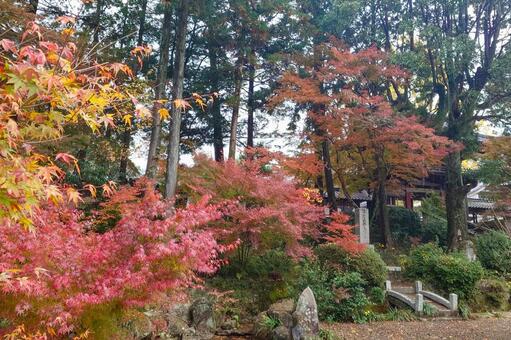 天祐寺の紅葉 天祐寺,諫早,お寺の写真素材