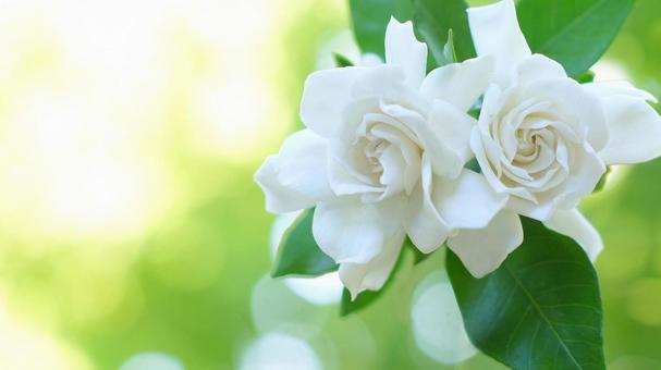 くちなしの花-160 くちなしの花-160の写真