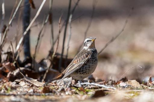 自然の中のツグミ 自然の中のツグミ 野生の鳥,野生動物,風景の写真素材
