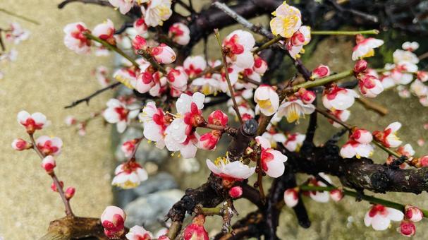 早春の 可愛く 白い梅の花 早春の 可愛く 白い梅の花の写真