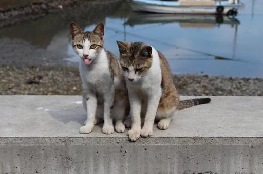 挑発してくる猫 挑発してくる猫 ネコ,かわいい,癒しの写真素材