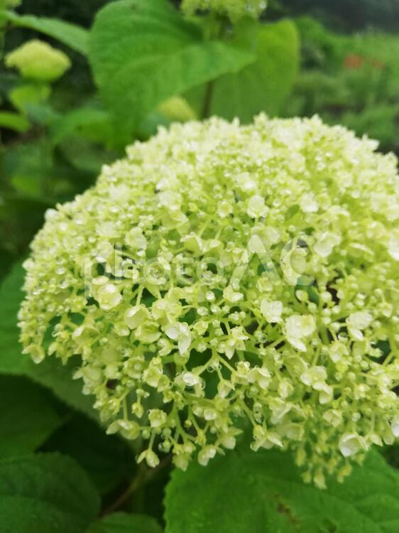雨に濡れるあじさい あじさい,紫陽花,雨の写真素材