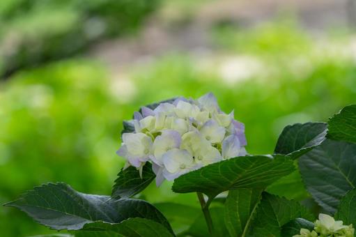 紫陽花 紫陽花の写真