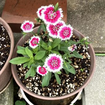 ナデシコ2 ナデシコ2 ナデシコ,ピンク,花の写真素材