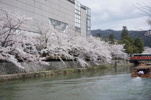 川沿いの桜の写真