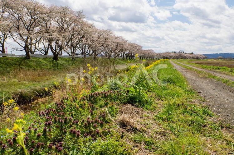 南方の千本桜⑹ 花,桜,南方町の写真素材