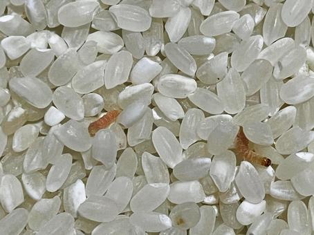 お米に湧いた虫 お米に湧いた虫 お米,米,食べ物の写真素材