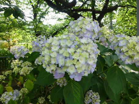 町中の花壇に咲き始めた薄紫のアジサイ 町中の花壇に咲き始めた薄紫のアジサイ アジサイ,花,植物の写真素材