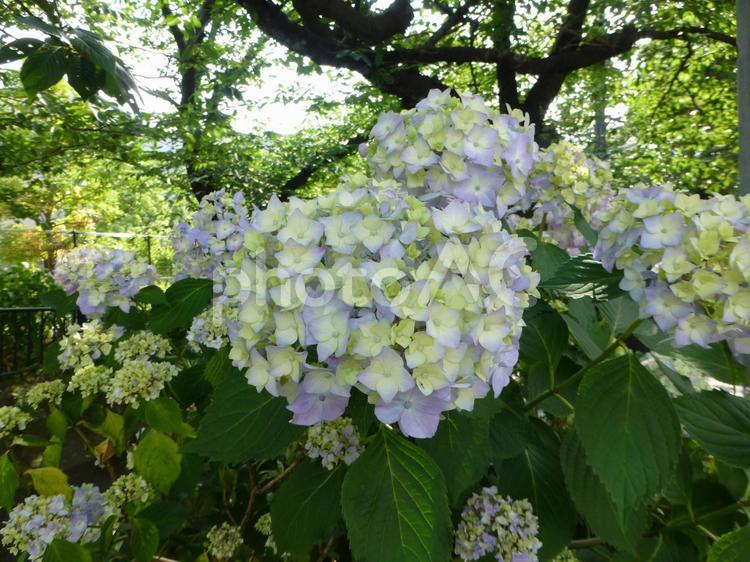 町中の花壇に咲き始めた薄紫のアジサイ アジサイ,花,植物の写真素材