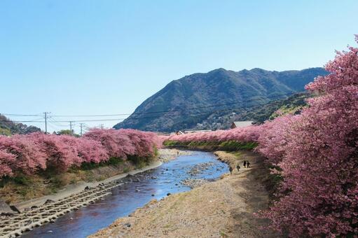 青空に映える満開の河津桜 桜,河津桜,春の写真素材