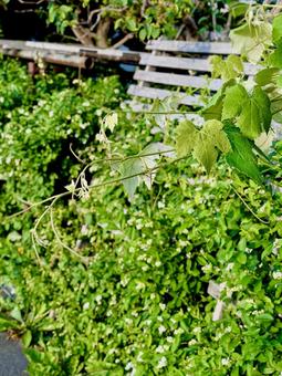 ツルののびる植物 ツルののびる植物の写真