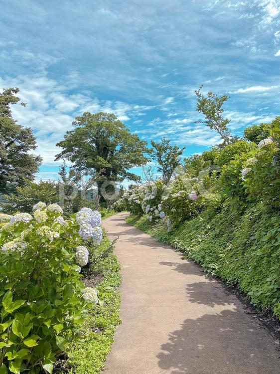 下仁田あじさい園 あじさい,紫陽花,公園の写真素材