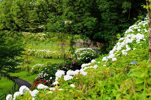 アジサイの咲いた公園の風景 紫陽花,植物,6月の写真素材