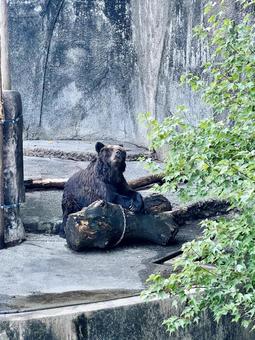 熊 熊,クマ,動物園の写真素材