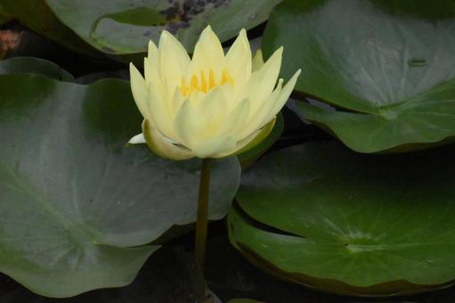 Water lilies in Moegino, Aoba Ward, Yokohama City, just after the summer heat, JPG