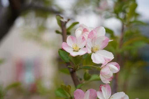淡いピンクのお花 淡いピンクのお花の写真