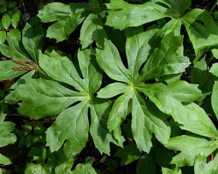 アメリカミヤオソウ アメリカミヤオソウ,アメリカハッカクレン,亜米利加八角蓮の写真素材