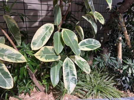 ゴムの木 フィカス・アルテシーマ,観葉植物,ゴムの木の写真素材