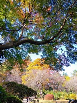 紅葉　観音寺境内　千葉県柏市 紅葉,観音寺,境内の写真素材