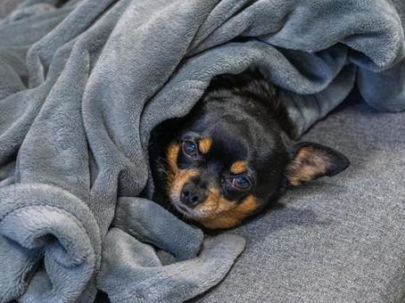 ソファで寝る小型犬(チワワ・ミニピン) ソファで寝る小型犬(チワワ・ミニピン) 犬,わんこ,ペットの写真素材