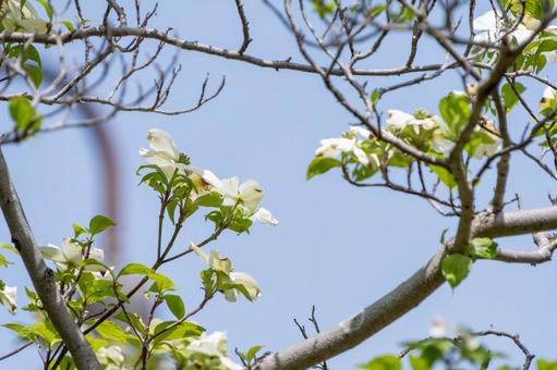 新緑に映える白いハナミズキの花 花水木,花,白の写真素材