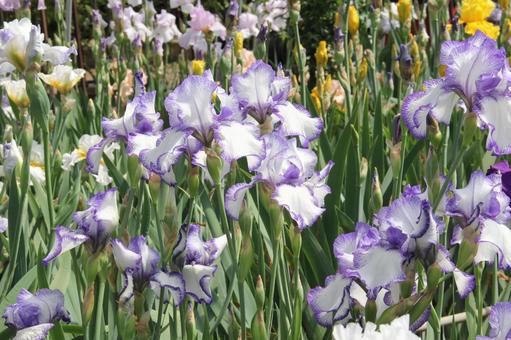 ジャーマンアイリス　咲く風景 鮮やか,ジャーマンアイリス,美しいの写真素材