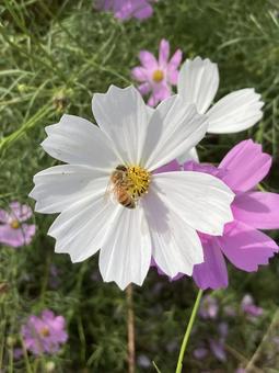 コスモスとミツバチ（白） 秋桜,コスモス,秋の写真素材
