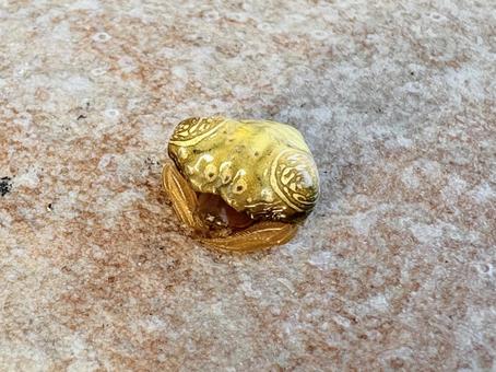 オオトリノフンダマシ 05 オオトリノフンダマシ 05 大鳥の糞騙し,オオトリノフンダマシ,蜘蛛の写真素材