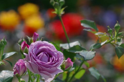 中之島バラ園 しのぶれど 薔薇 中之島バラ園 しのぶれど 薔薇の写真
